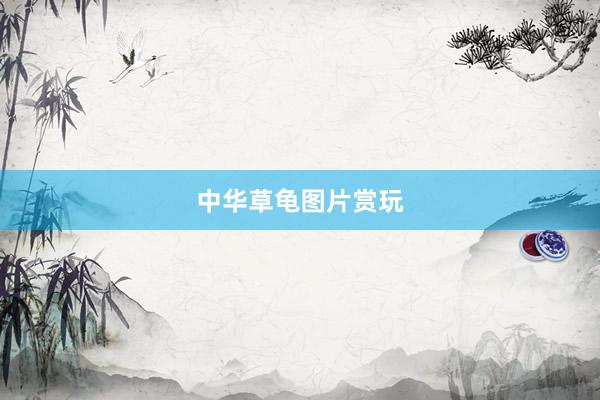 中华草龟图片赏玩